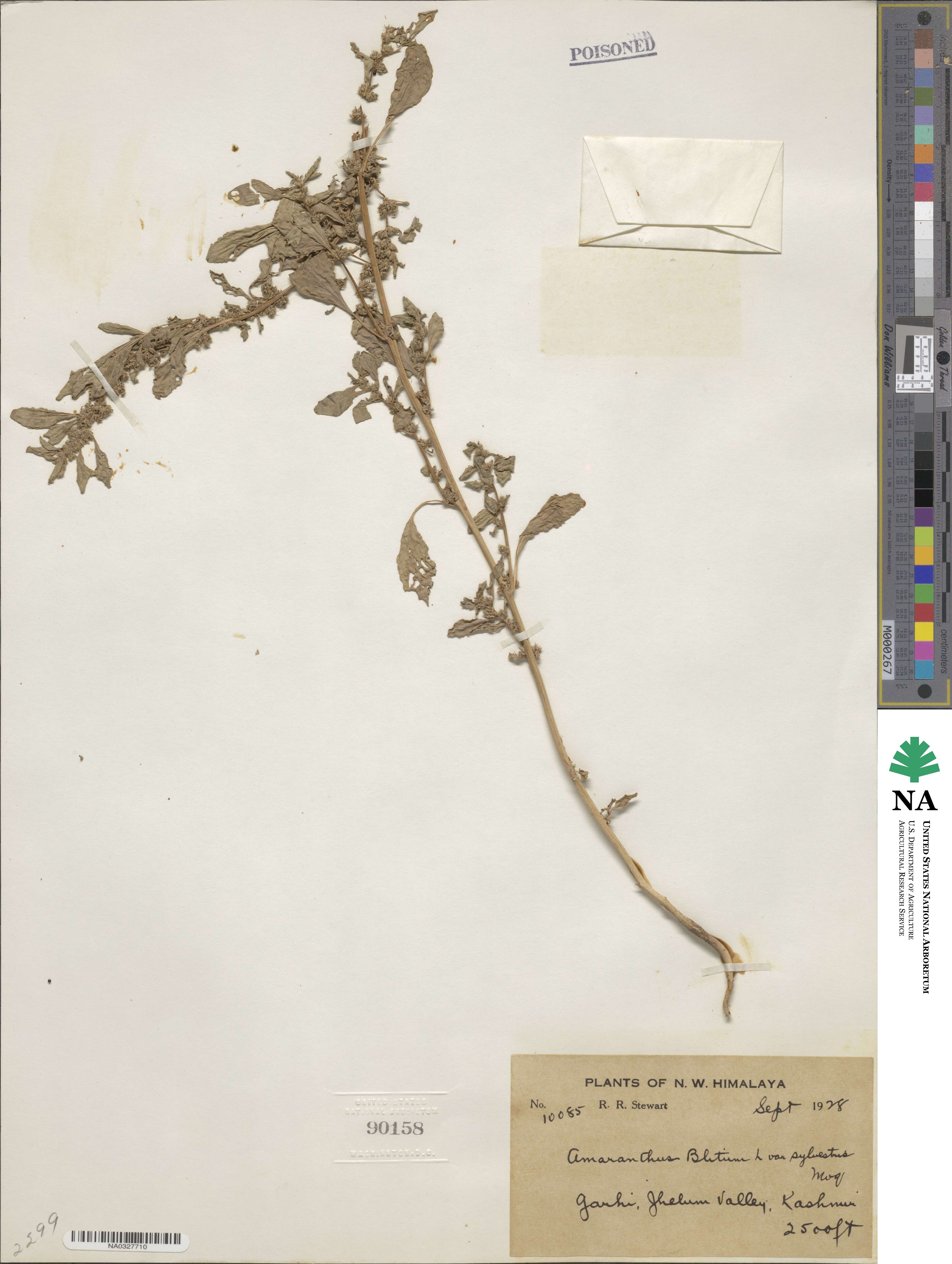 Amaranthus blitum image