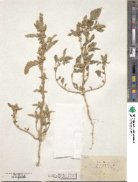 Amaranthus chlorostachys image