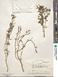 Amaranthus dubius image