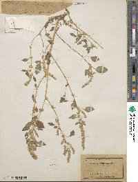 Amaranthus fimbriatus image