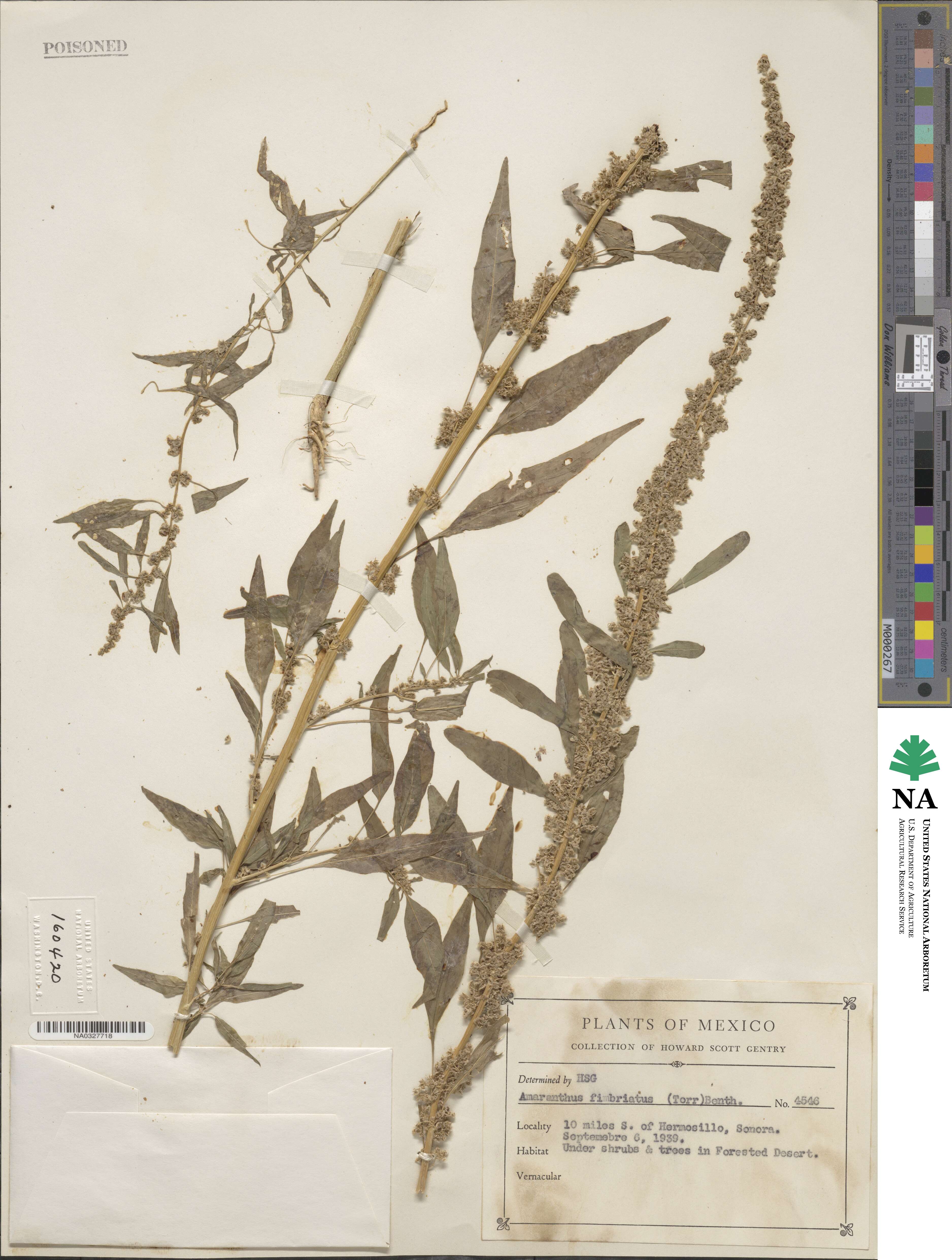 Amaranthus fimbriatus image