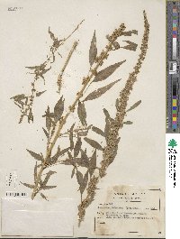 Amaranthus fimbriatus image