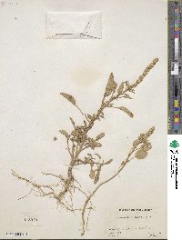 Amaranthus palmeri image