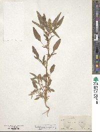 Amaranthus retroflexus image