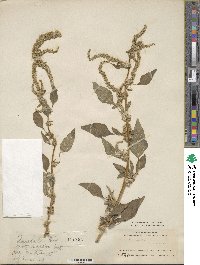 Amaranthus spinosus image