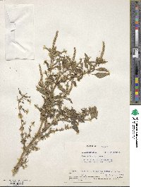 Amaranthus spinosus image