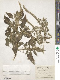 Amaranthus spinosus image