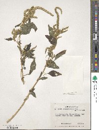 Amaranthus dubius image