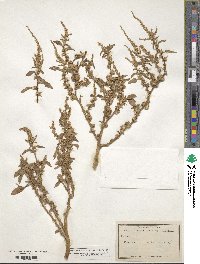 Amaranthus spinosus image