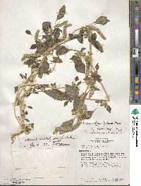 Amaranthus dubius image