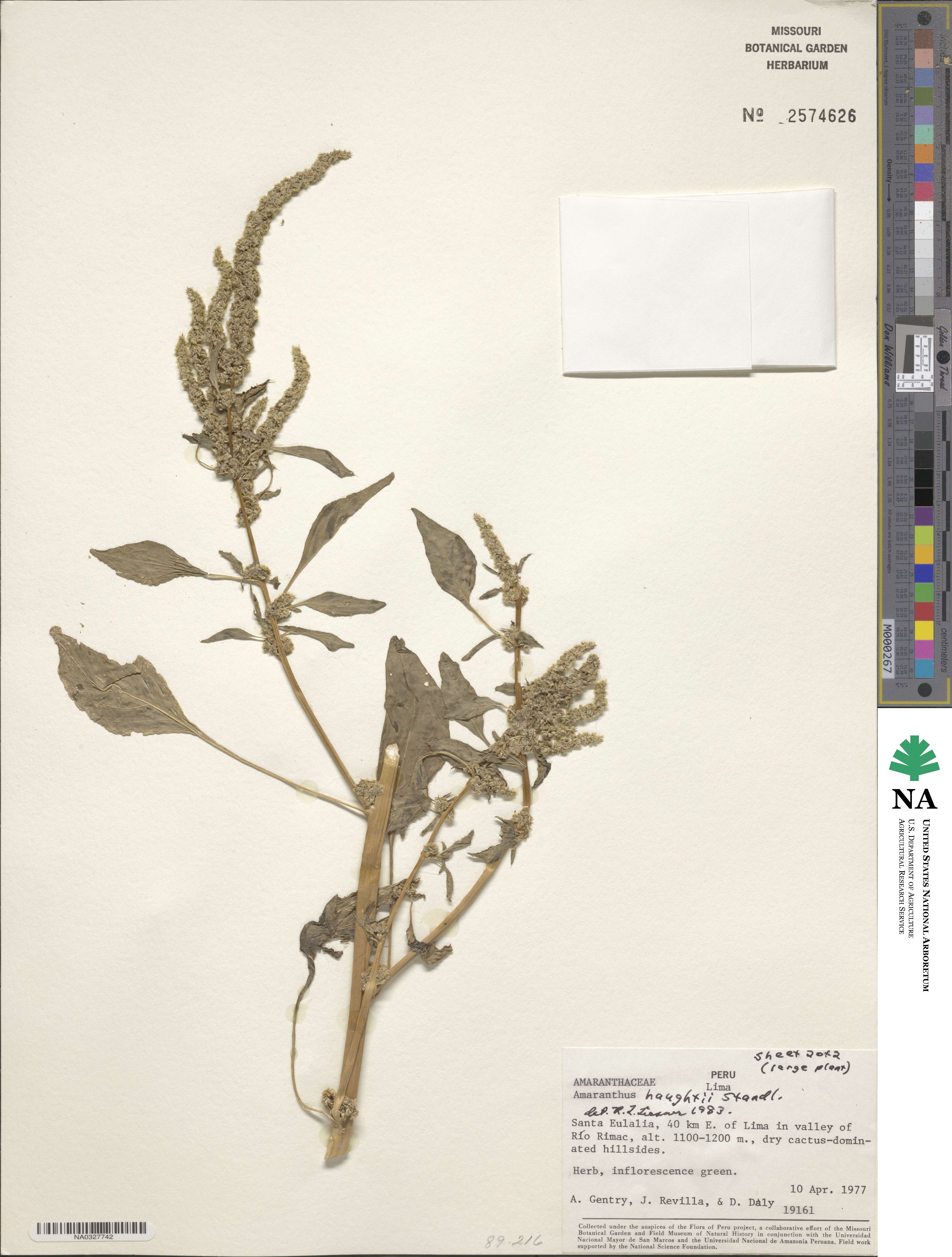 Amaranthus urceolatus image