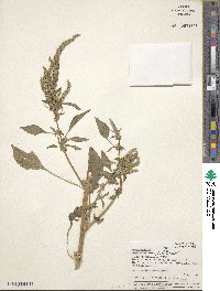 Image of Amaranthus urceolatus