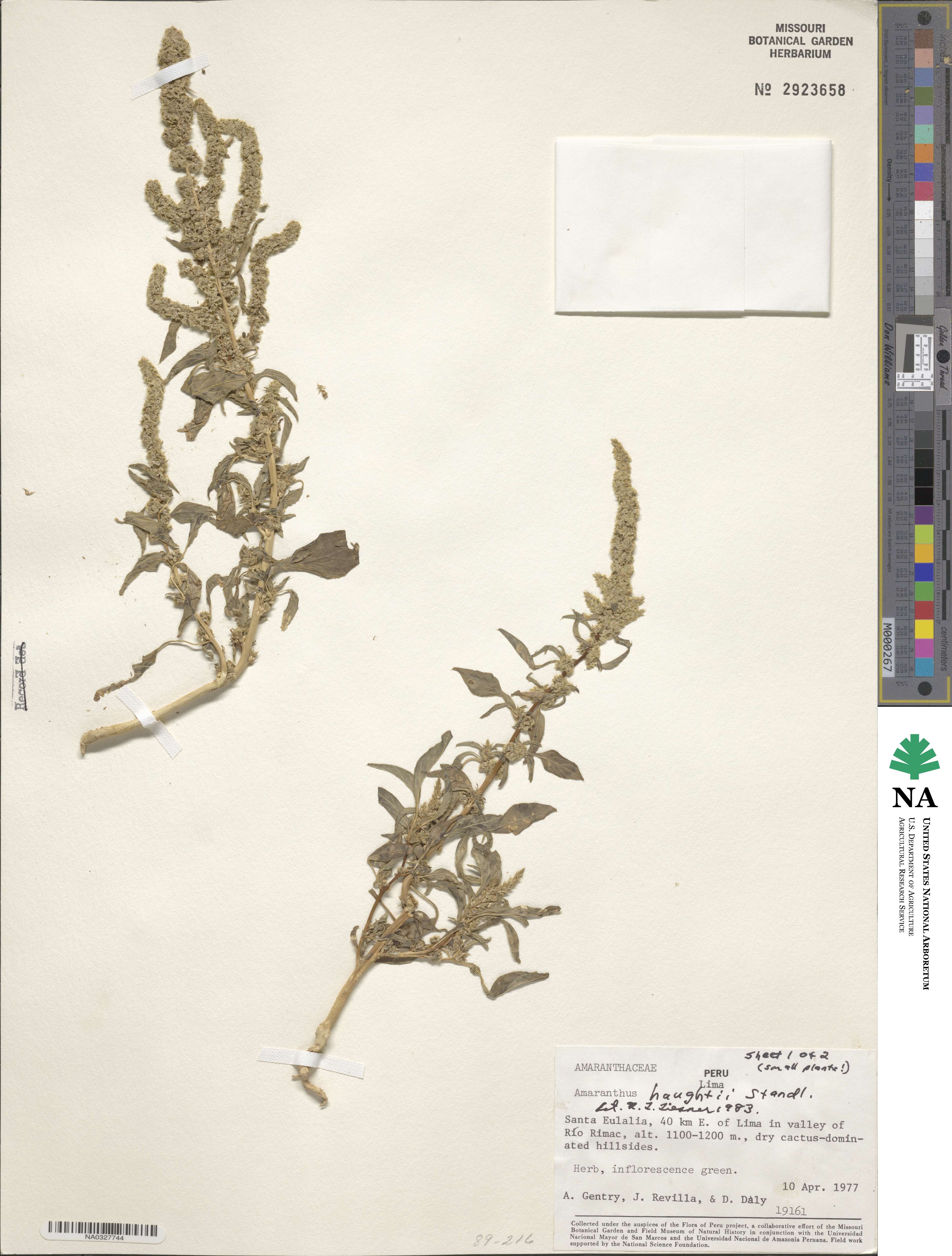 Amaranthus urceolatus image