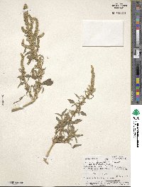 Amaranthus urceolatus image