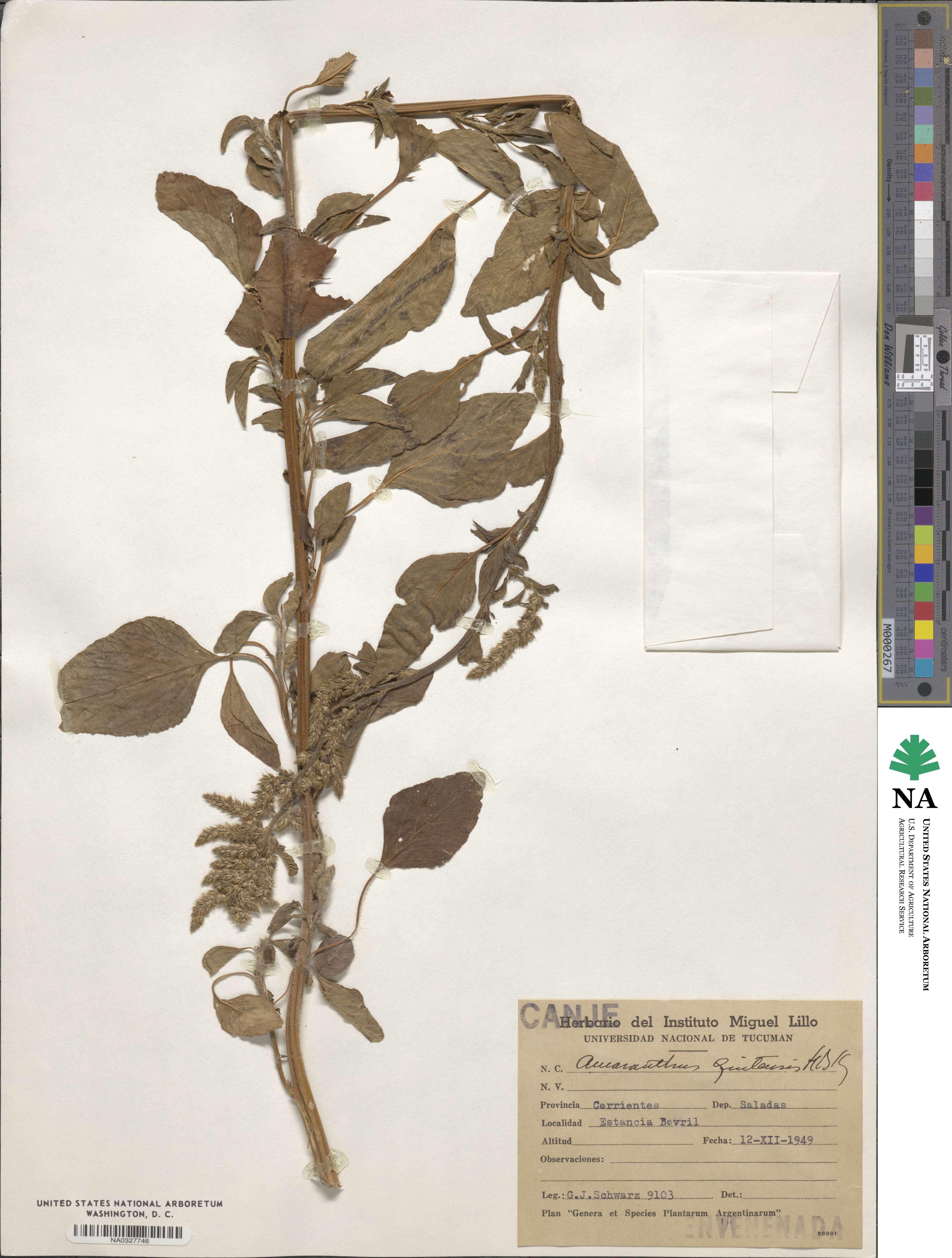 Amaranthus quitensis image