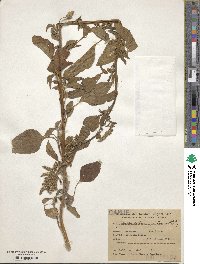 Amaranthus quitensis image