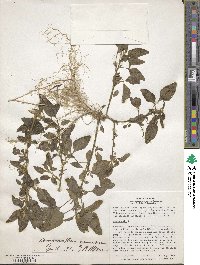 Amaranthus spinosus image