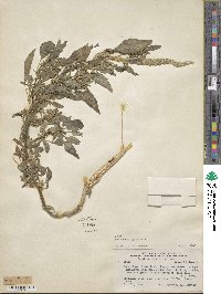 Amaranthus spinosus image