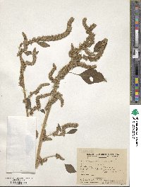 Amaranthus spinosus image