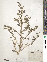 Amaranthus albus image