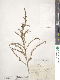 Amaranthus albus image