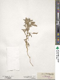 Amaranthus albus image