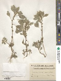 Amaranthus graecizans image