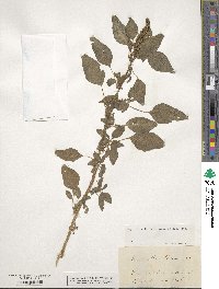 Amaranthus blitum image