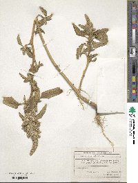 Amaranthus retroflexus image