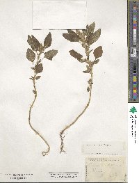 Amaranthus retroflexus image