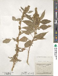 Amaranthus retroflexus image