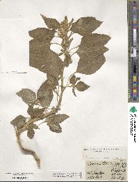 Amaranthus retroflexus image