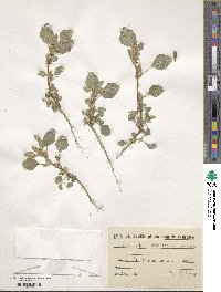 Amaranthus retroflexus image