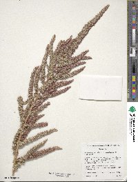 Amaranthus tuberculatus image