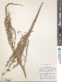 Amaranthus tuberculatus image