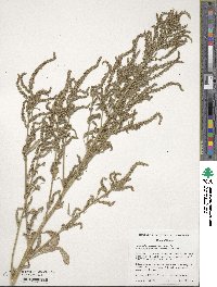 Amaranthus tuberculatus image