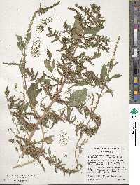 Amaranthus tuberculatus image