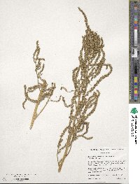 Amaranthus tuberculatus image