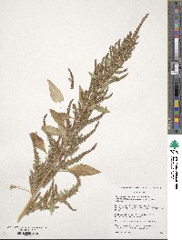 Amaranthus tuberculatus image