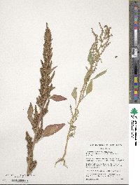 Amaranthus tuberculatus image