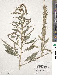 Amaranthus tuberculatus image