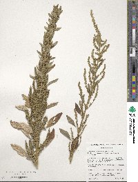 Amaranthus tuberculatus image