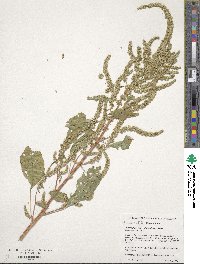 Amaranthus tuberculatus image