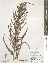 Amaranthus tuberculatus image