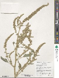 Amaranthus tuberculatus image