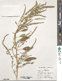 Amaranthus tuberculatus image