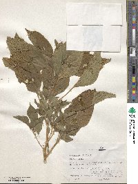 Amaranthus viridis image