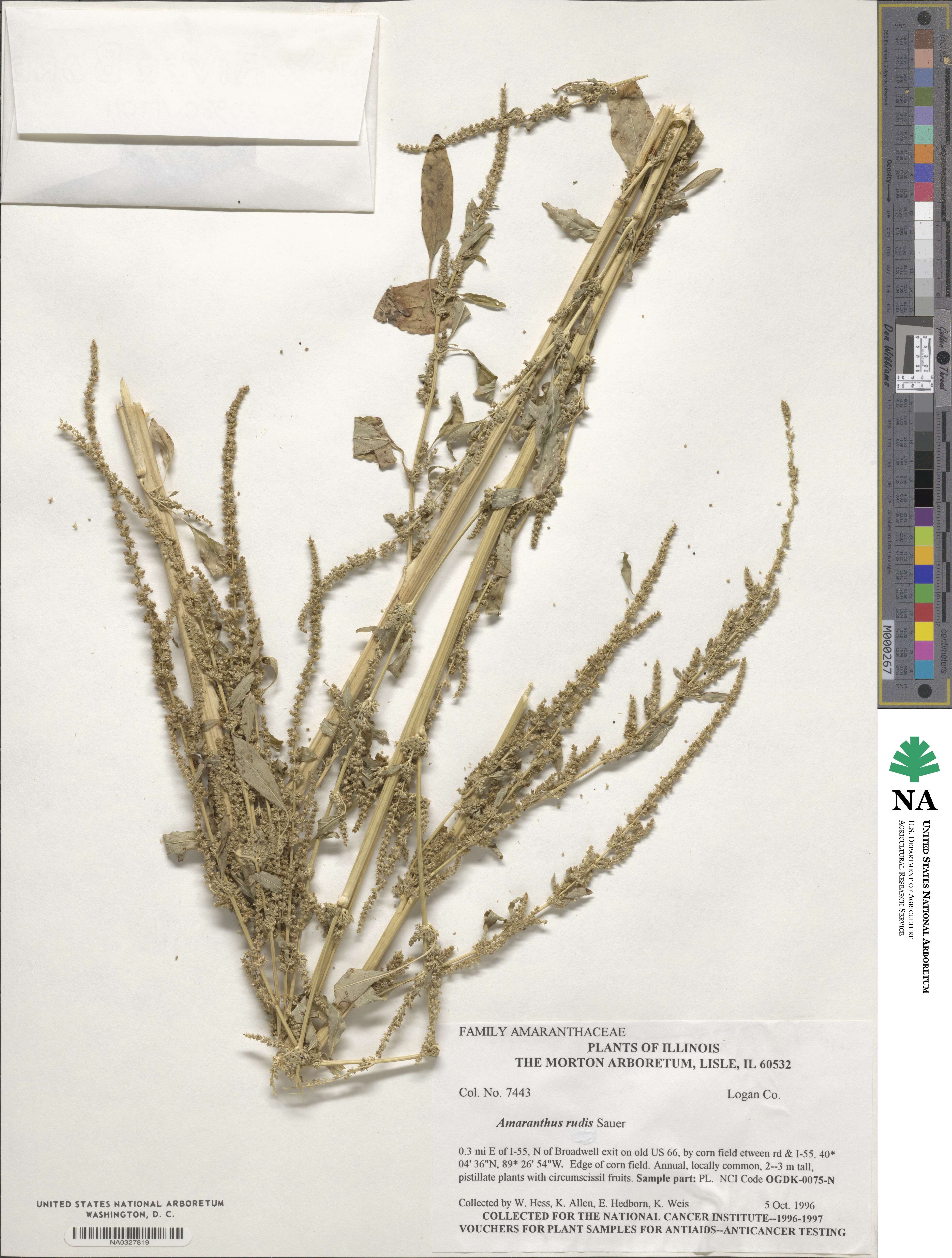 Amaranthus tuberculatus image