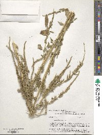 Amaranthus tuberculatus image