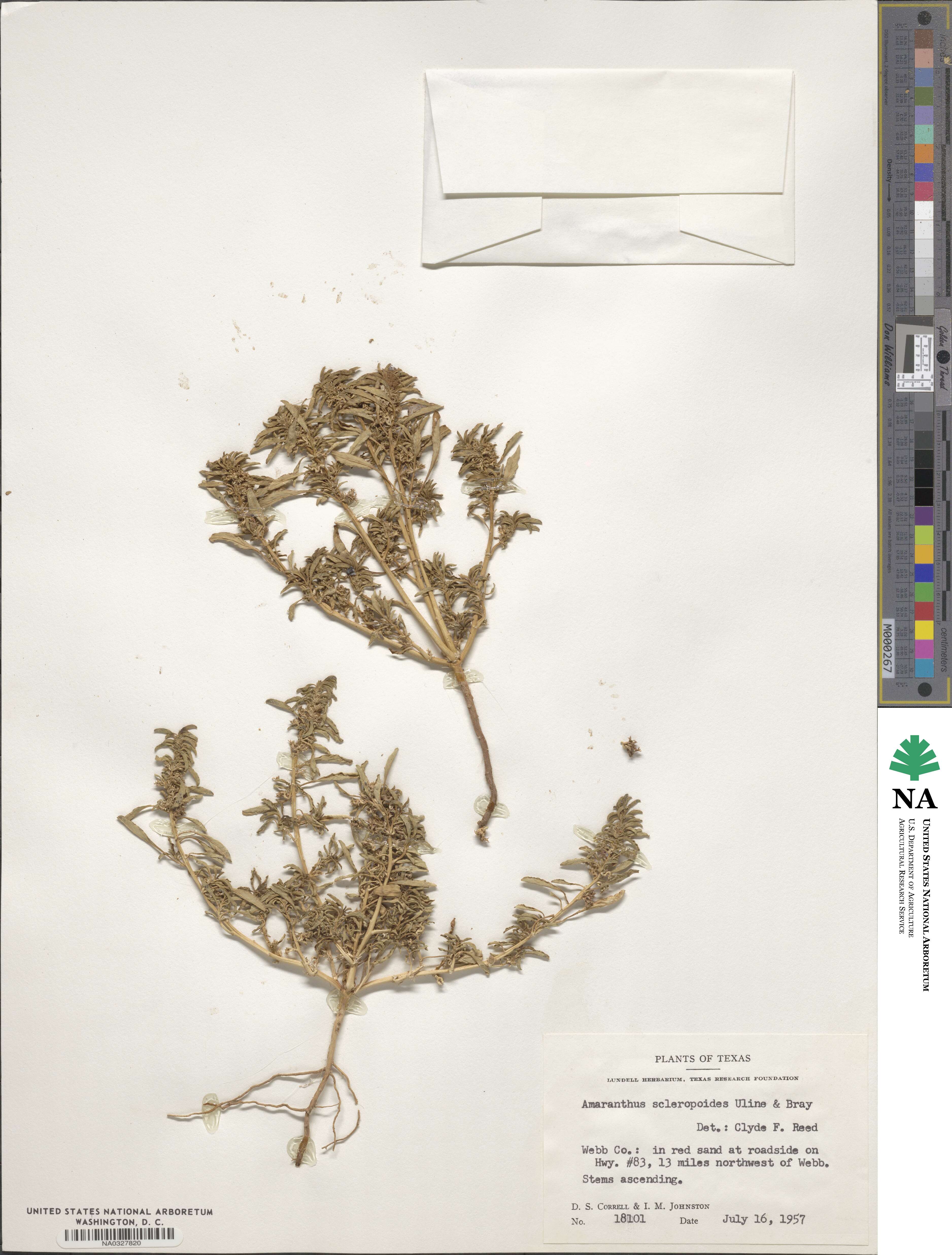 Amaranthus scleropoides image